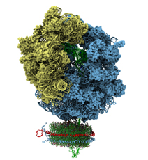 Ribosome