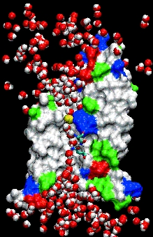 Aquaporin