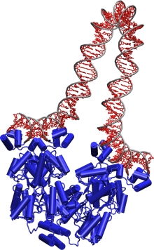 lac repressor