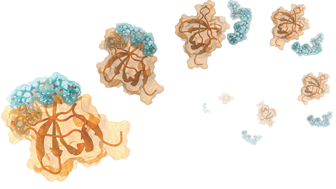 Binding of a short proline-rich peptide
to the src-homology domain 3 of tyrosine kinase Abl