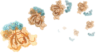 Binding of a short proline-rich peptide
to the src-homology domain 3 of tyrosine kinase Abl