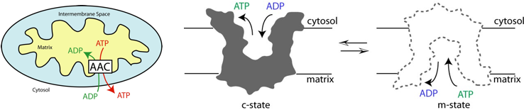 ADP/ATP Carrier