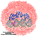 Nuclear Hormone Receptor - DNA Complexes
