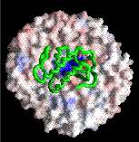 Phospholipase