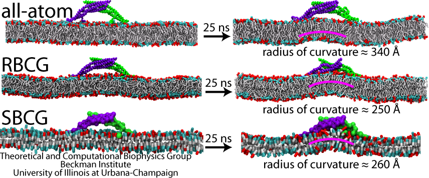 Local membrane curvature generated by a single BAR domain dimer