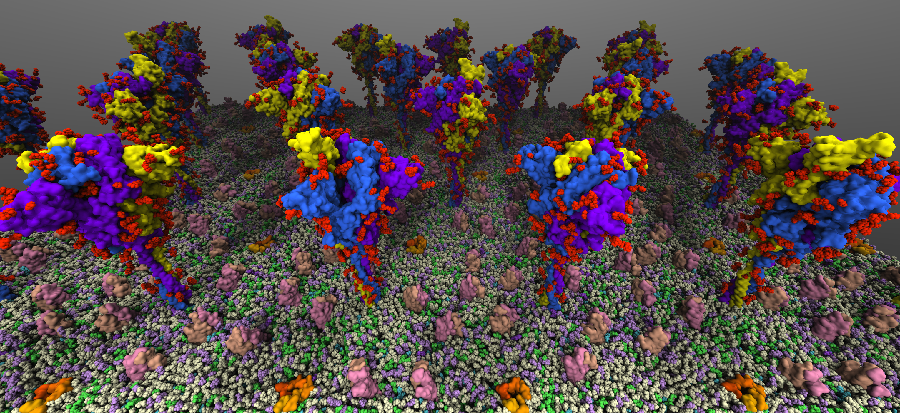 Spikes in viral envelope