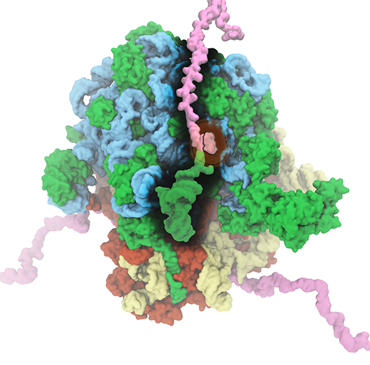 Ribosome