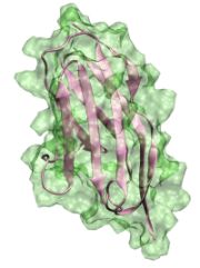 Mechanobiology