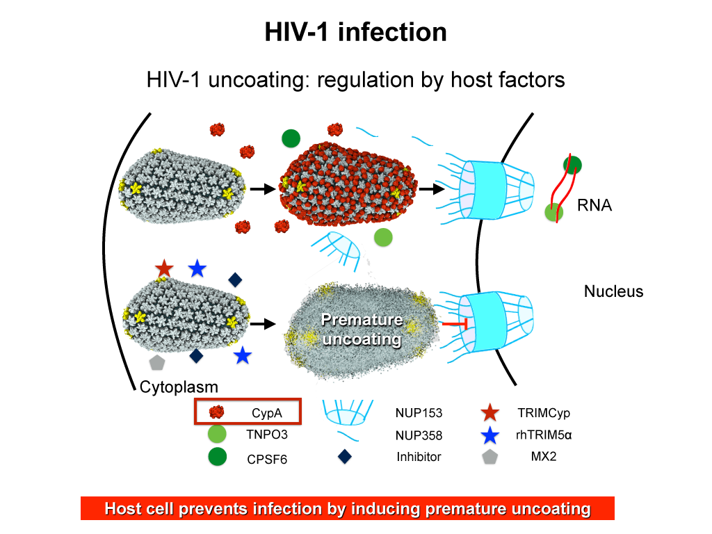 CypA dependent infection