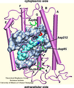 Extracellular Side