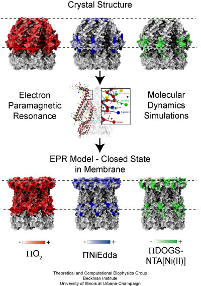 EPR based refinement of closed MscS