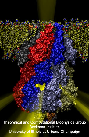 Japanese Lantern Protein MscS