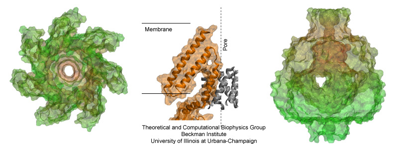 Mechanosensitive Channel of Small Conductance MscS