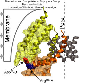 Key interactions mediating structural rearrangements of MscS