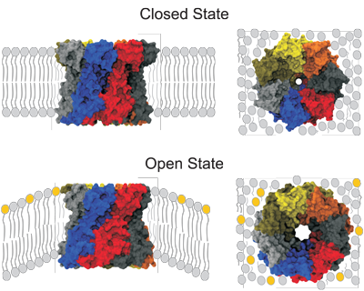 A structural mechanism for MscS gating