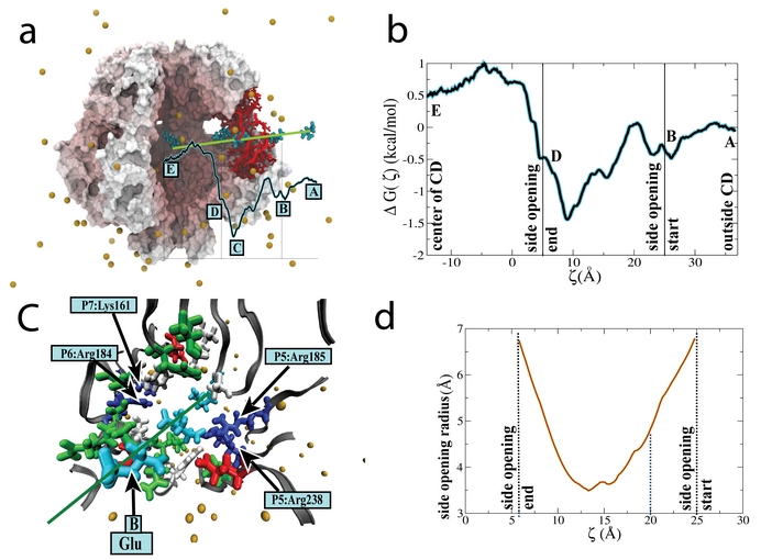 Free energy profile for Glu<SUP>+</SUP>, a
key cellular osmolyte, translocating a side opening in the MscS cytoplasmic
domain.