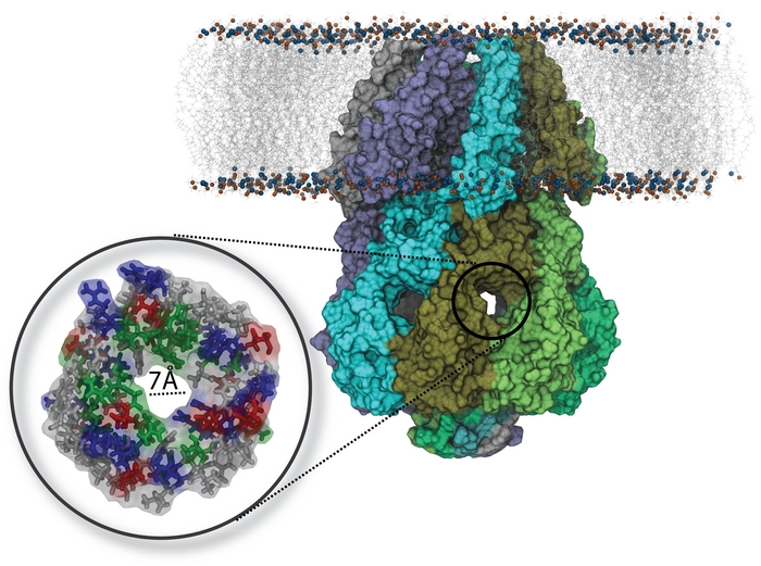 Side view of the
MscS (PDB:2OAU)
showing the transmembrane and the cytoplasmic domains.  The cytoplasmic domain
contains seven equal openings on its side, one of which is enlarged, exhibiting
the 7 Å opening with side groups lining the opening in licorice
representation (colors gray, green, red, and blue denoting nonpolar, polar,
negative and positive side groups respectively).