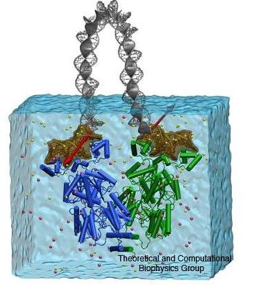 Multiscale simulation of LacI-DNA complex.