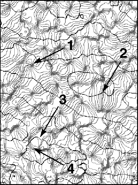 Striate Cortex of Adult Macaque