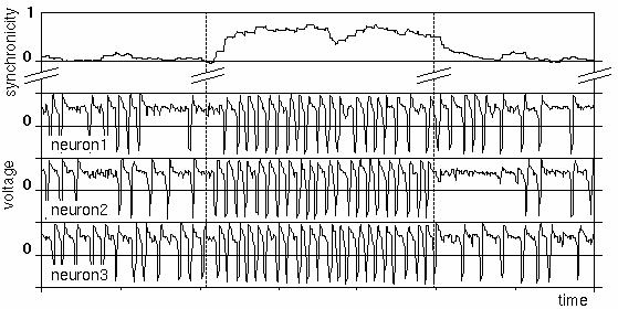 Voltage traces of three interactin neurons