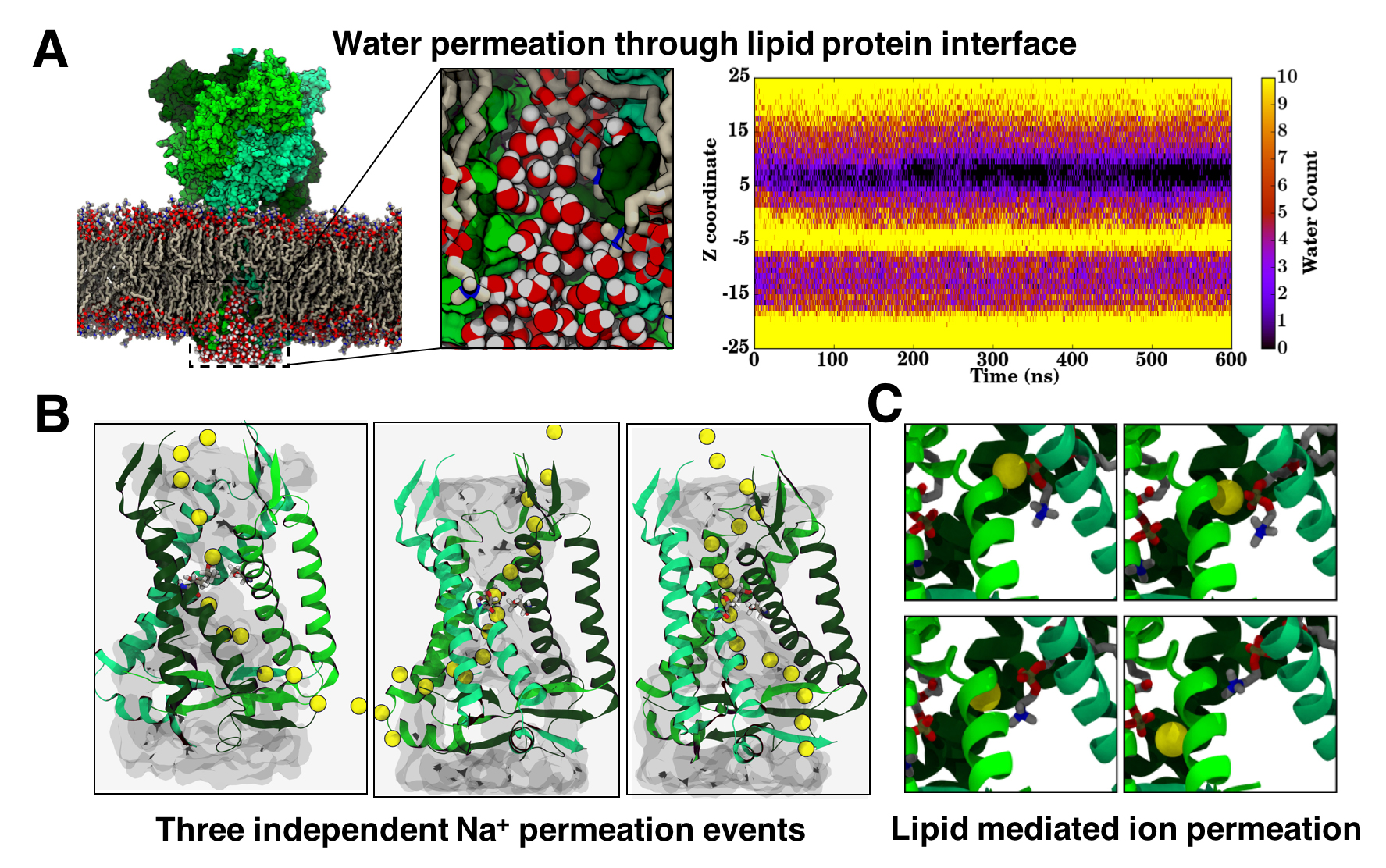 permeation