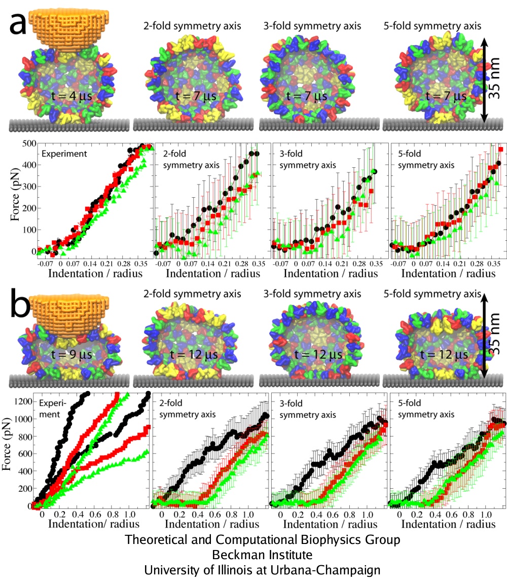 AFM nanoindentation of HBV