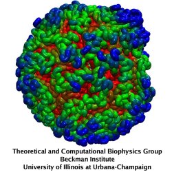 Dynamics of the capsid