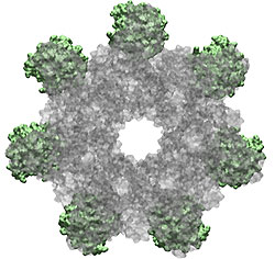 Anthrax Toxin Receptor Complex