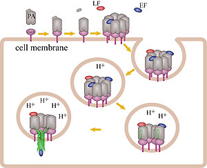 Attack by Anthrax Toxin