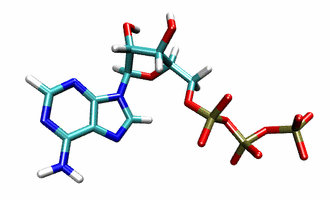 ATP hydrolysis in F1-