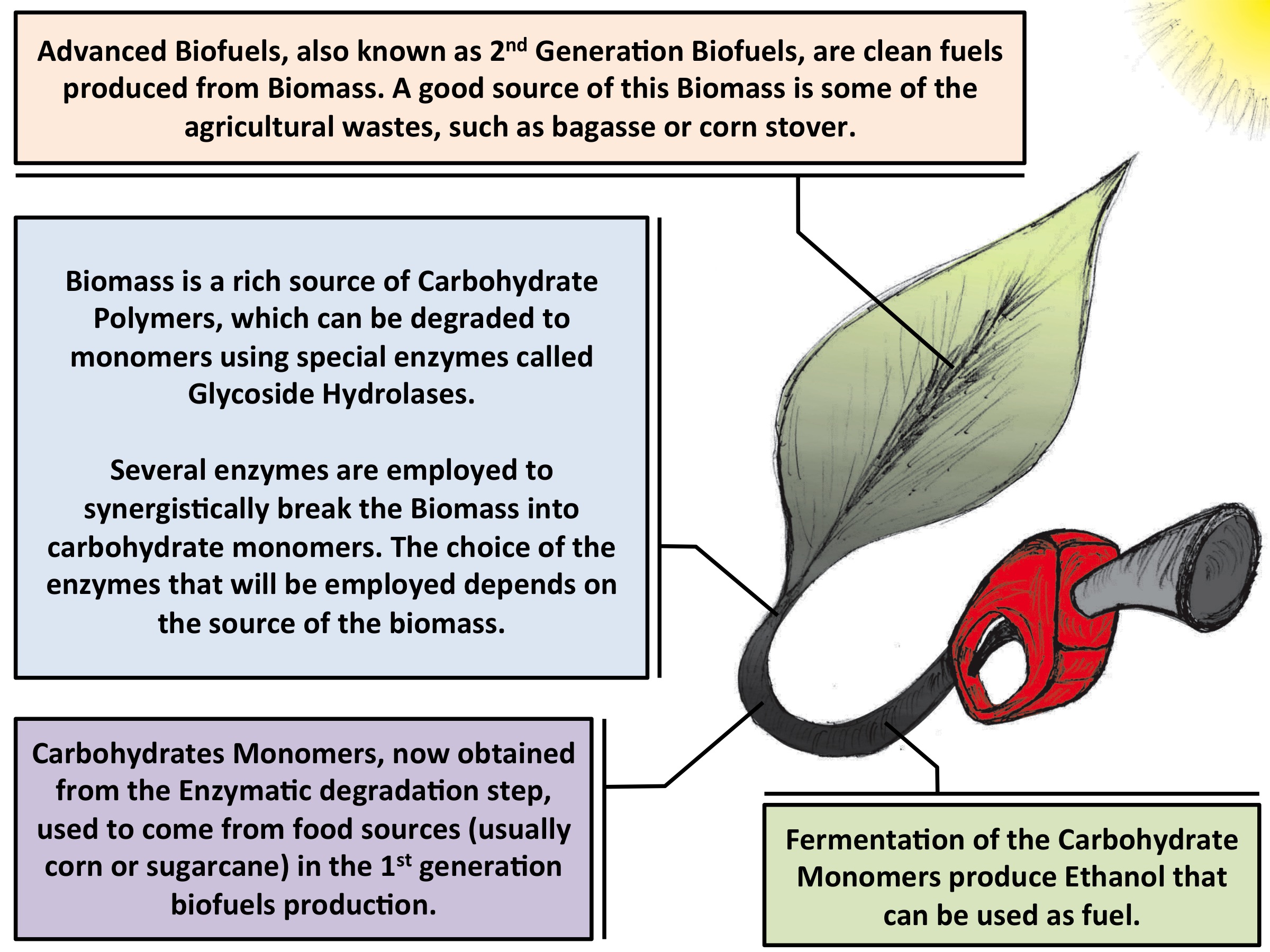 Biofuel Production