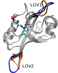 MD results of LOV photoactivation