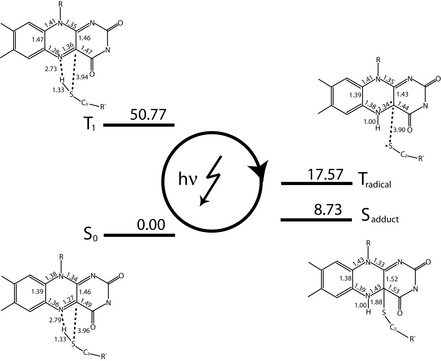 QM/MM results of LOV photocycle