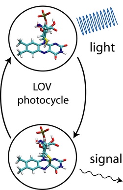 Molecular structure of FMN