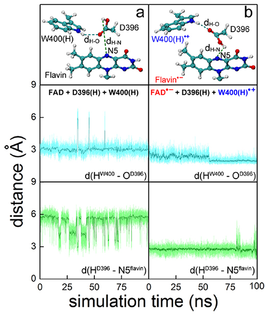 D396 rearrangement