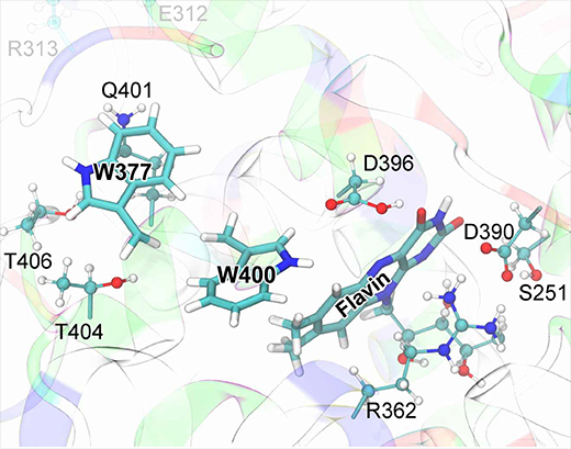 QM model for RP-W377 formation