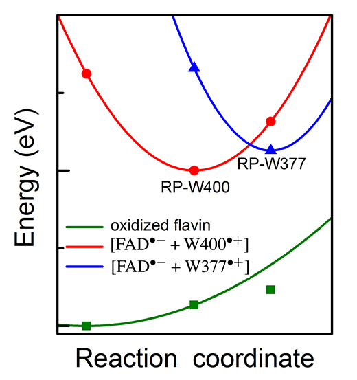 Energies of radical pair states in cryptochrome