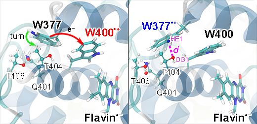 Turn of W377 upon electron transfer