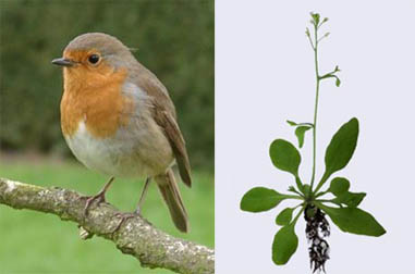 Erithacus rubecula, Arabidopsis thaliana 