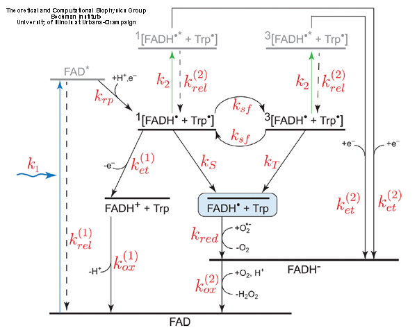 Transient Absorption