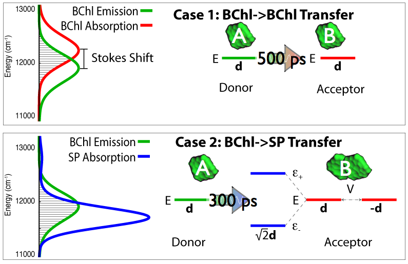 The benefit of quantum coherence to light harvesting in purple
bacteria.