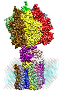 ATPase Synthase Overview