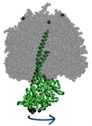 ATPase Central Stalk