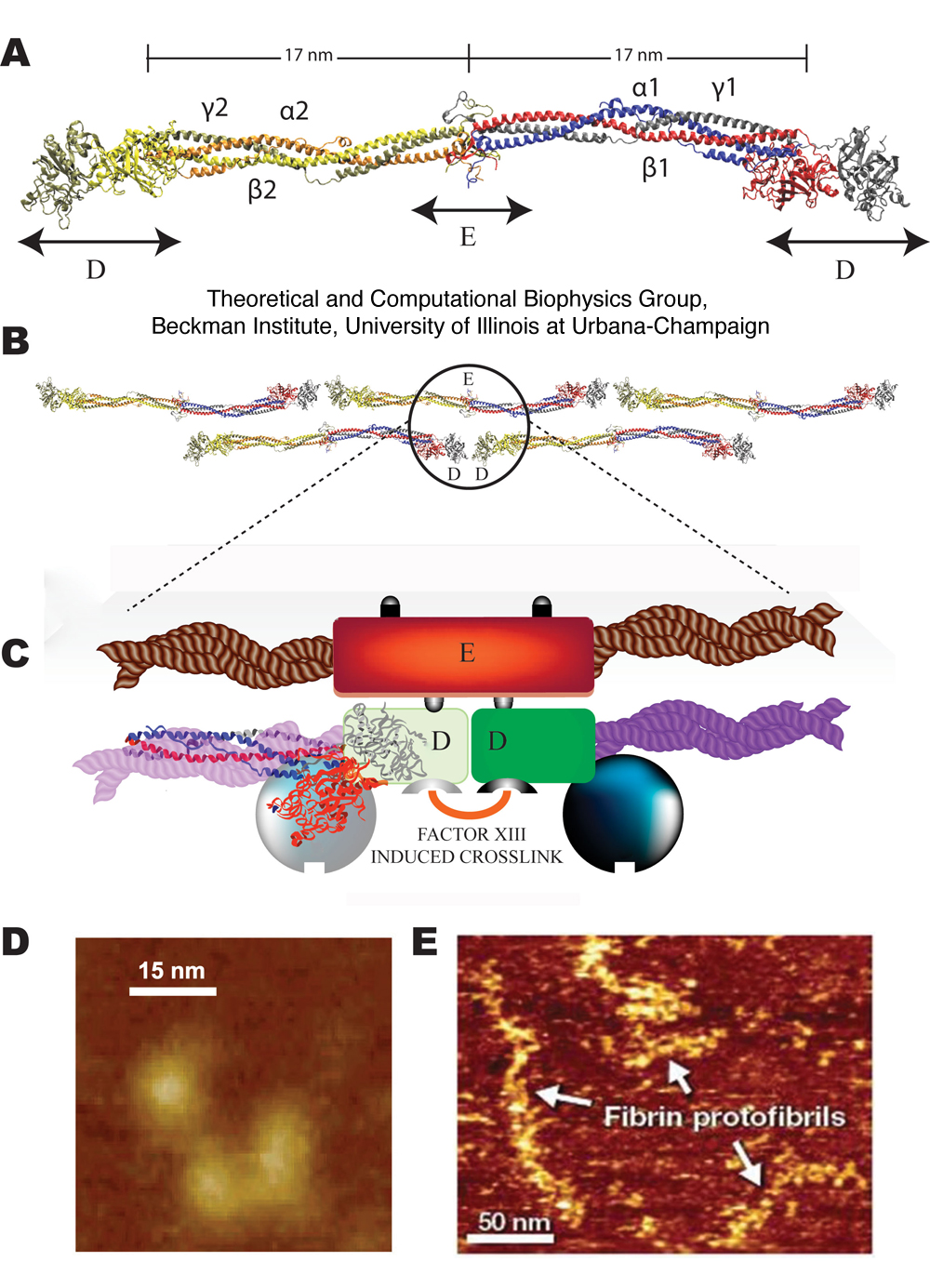 The Molecular Basis of Fibrin Clot Elasticity