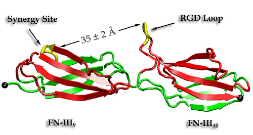 Stretching Fibronectin Modules