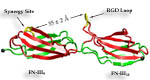 Stretching Fibronectin Modules