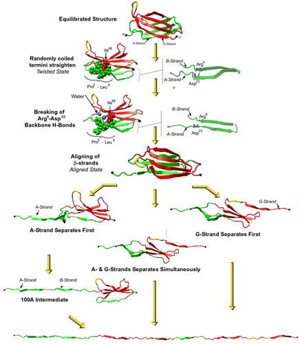 Unfolding pathways of FN-III10