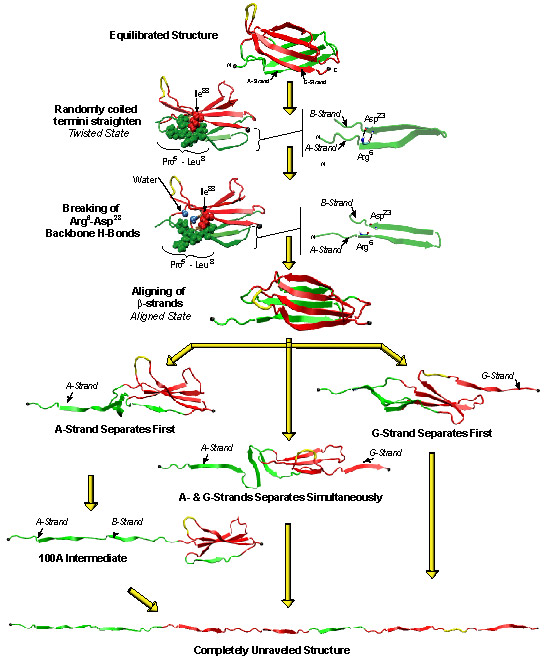 Unfolding Pathways of FN-III-10