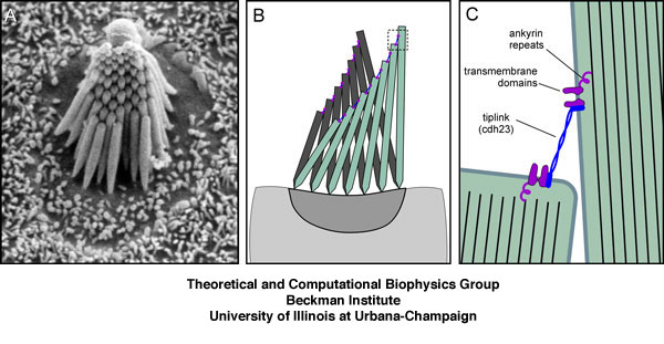 Mechanotransduction in hair cells