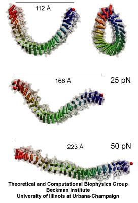 Elastic response of 24 ankyrin repeats